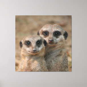 Toile Meerkat 033