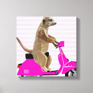 Toile Meerkat sur le vélomoteur de rose