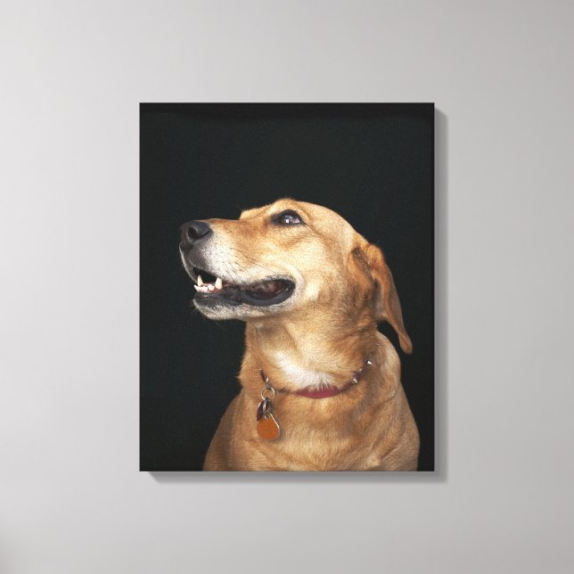 Toile Mélange Golden Lab beagle en regard sur le côté (Recto)