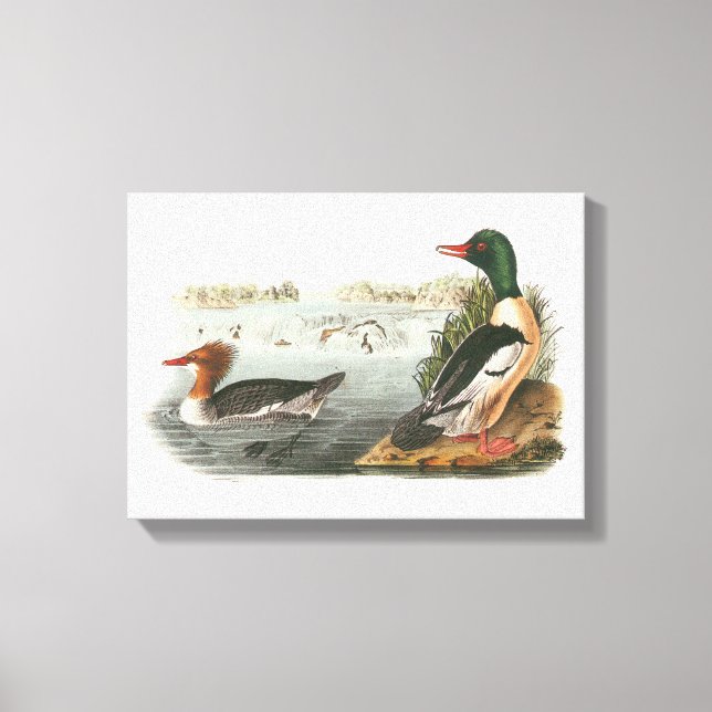 Toile Merganser commun par Audubon (Recto)