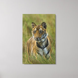 Toile Mirchaini Cub Female Tiger (Bandhavgarh, Inde)