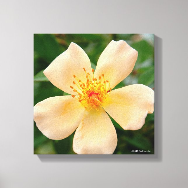 Toile Mme Oakley Fisher Rose (Recto)