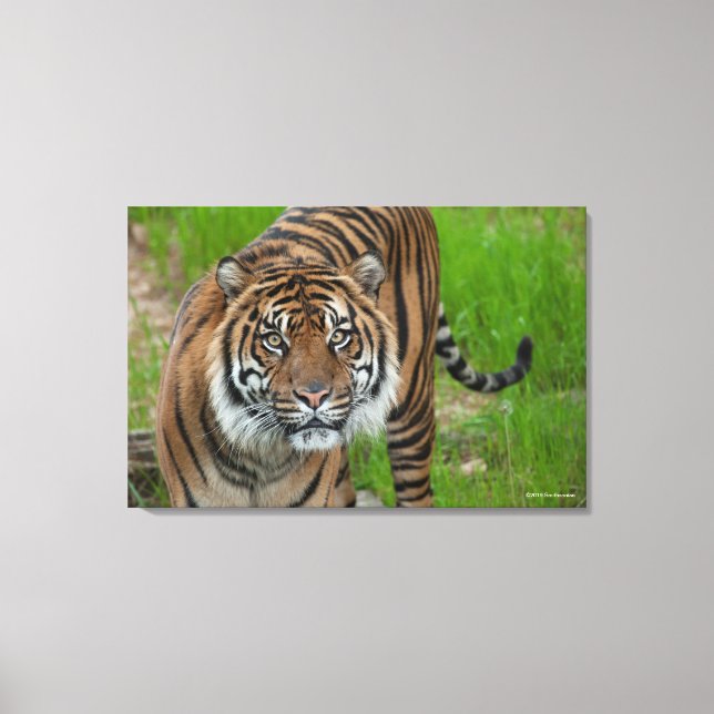 Toile modèle (Recto)