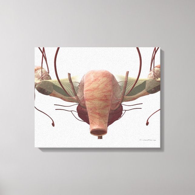 Toile Modèle 3d du système reproducteur féminin (Recto)