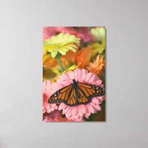 Toile Monarque sur une gerbera Danaus Plexippus