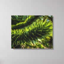 Monkey Puzzle Tree - Photographie d'arbre