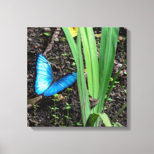 Toile Morpho Bleu papillon au Costa Rica