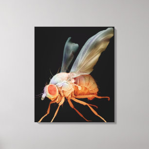 Toile Mouche à fruit