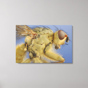 Toile Mouche de Dung jaune