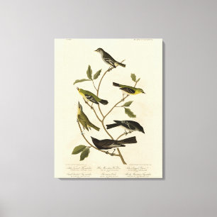 Toile Moucherolle Paruline etc Audubon's Birds of Americ