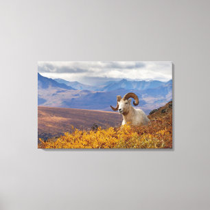 Toile mouflon de Dall, Ovis dalli, bélier