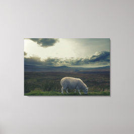Toile Mouton
