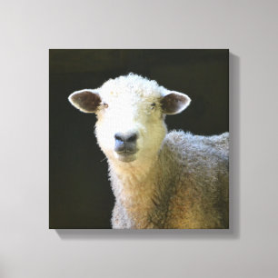 Toile Mouton doux