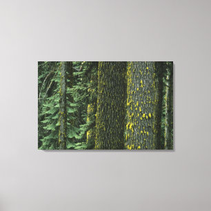 Toile Mt. Ashland, Forêt nationale Rogue,