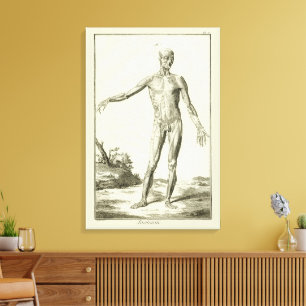 Toile Muscles Antiques, Anatomie Humaine par Denis Dider