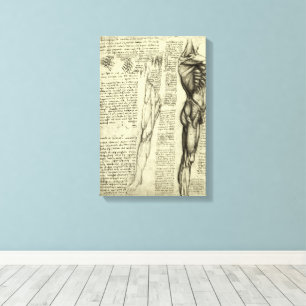 Toile Muscles humains anatomiques de Léonard de Vinci