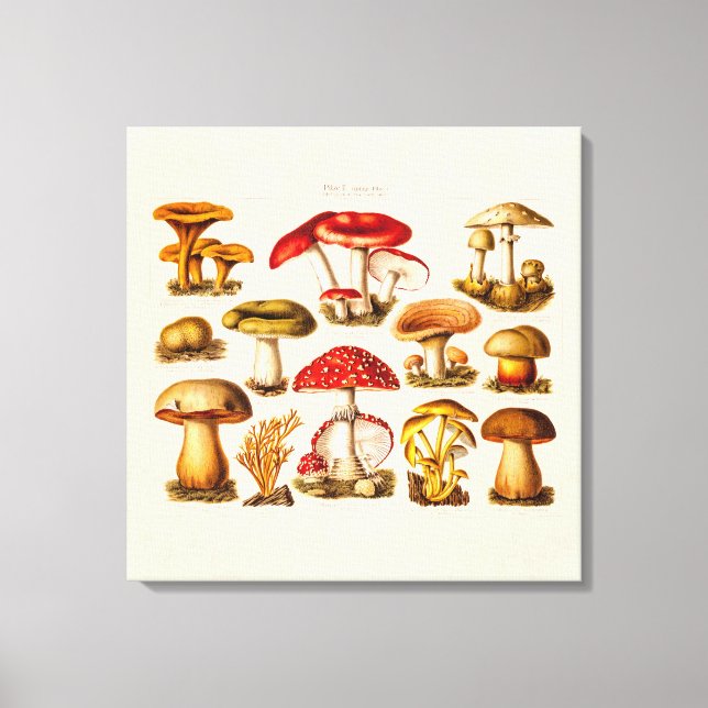 Toile Mushrooms de la variety rouge (Recto)