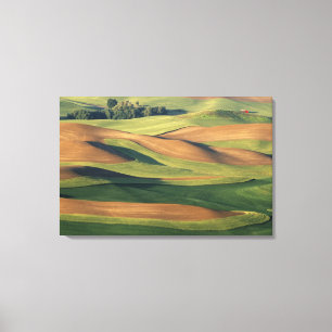 Toile N.A., USA, Washington, Whitman County.