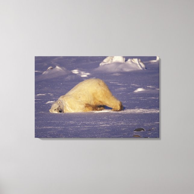 Toile NA, Canada, Manitoba, Churchill, Ours polaire (Recto)