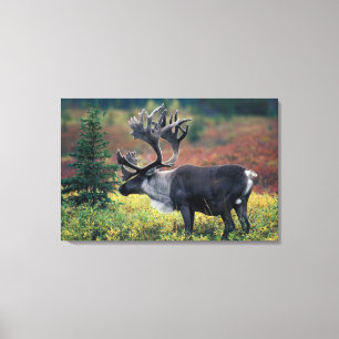 Toile NA, États-Unis, Alaska, Parc national Denali, Cari