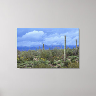 Toile NA, États-Unis, Arizona, Saguaro National Monument