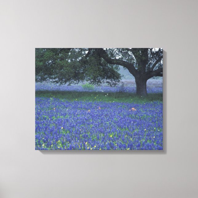 Toile NA, Texas, Devine, Chêne et bleuets (Recto)