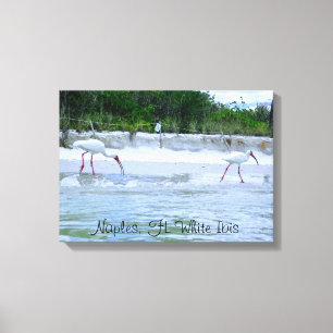 Toile Naples, oiseaux blancs de FL IBIS marchant sur la