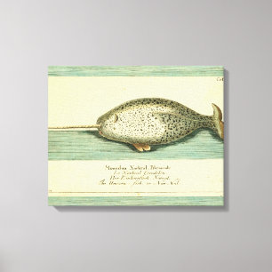 Toile Narwhal Antique Baleine Aquarelle Art scientifique
