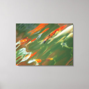 Toile Natation de poissons de carpe de Koi dans un étan