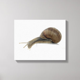 Toile Normalsnail