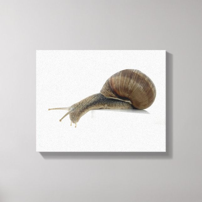 Toile Normalsnail (Recto)