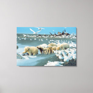 Toile North Slope, Alaska. Ours polaires Ursus