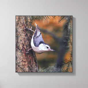 Toile Nuthatch on Tree Fall Sunset Bird Photo