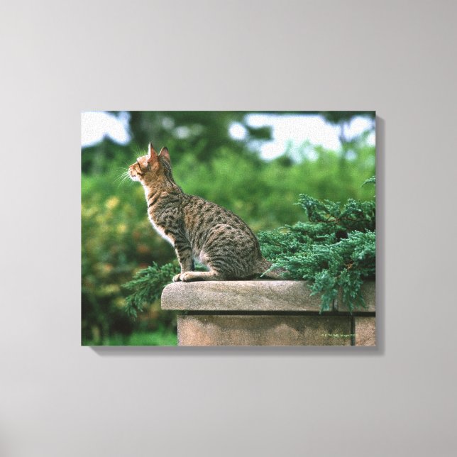 Toile Ocicat 2 (Recto)