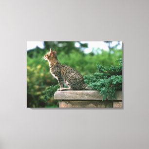 Toile Ocicat 2