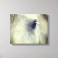 Oeil de cheval Percheron blanc