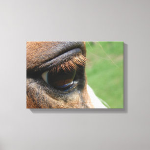 Toile Oeil du cheval