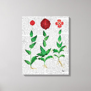 Toile Oeillet italien 2