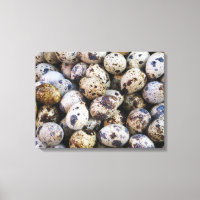 Oeufs de caille