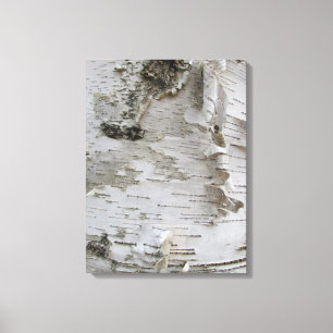 Toile Oiseau d'arbre de bouleau Peelé Vieux art photo