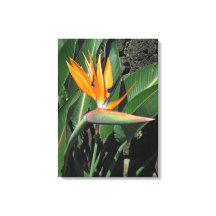 Oiseau du Paradis