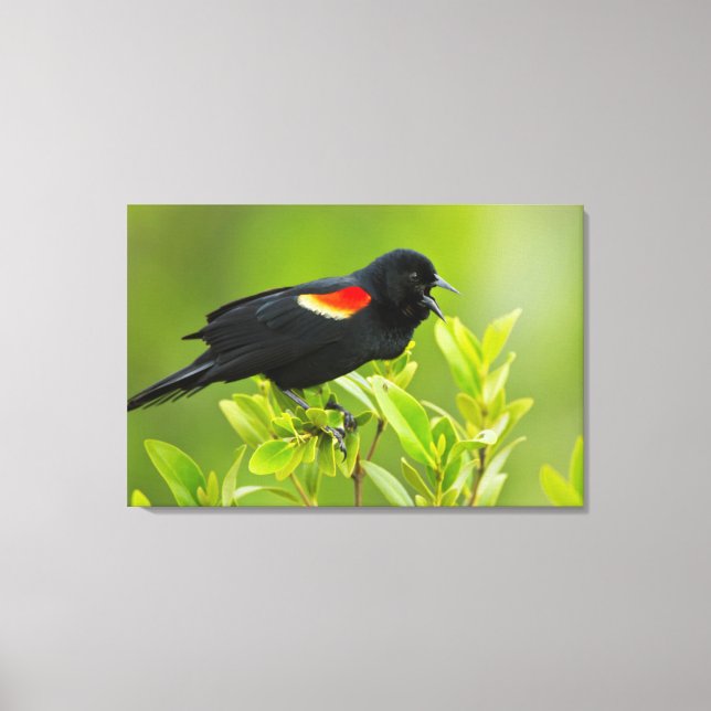 Toile Oiseau-roux (Agelaius Phoeniceus) (Recto)