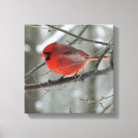 Oiseau Vue oeil (Cardinal)Toile Carré enroulée