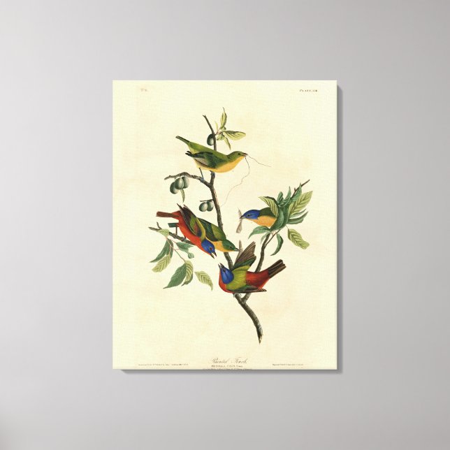 Toile Oiseaux d'Amérique d'Audubon (Recto)