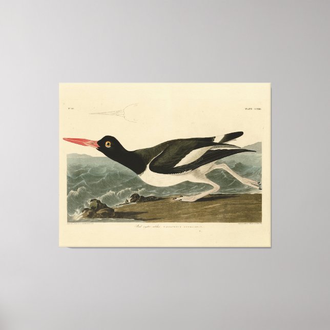 Toile Oiseaux d'Amérique d'Audubon (Recto)