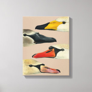 Toile Oiseaux sauvages Nature-Visages du cygne