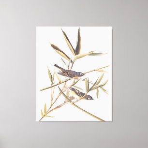 Toile Oiseaux volants Vireo solitaire d'Audubon sur la c