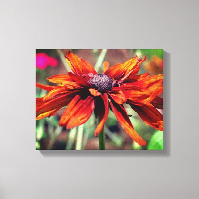 Toile Orange Black Eyed Susan Flower gros (Recto)