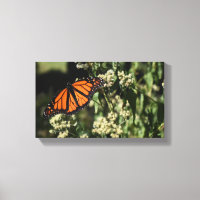 Orange Noir Monarque Papillon Nature Photographie
