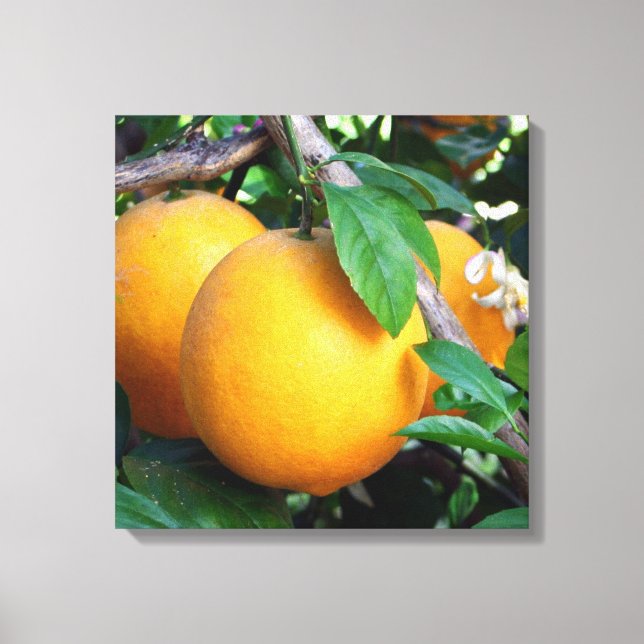Toile Orange - Tangelo (Recto)